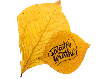 Sweater weather calligraphy fall handlettering handwriting leaves lettering orange photography season type typography weather