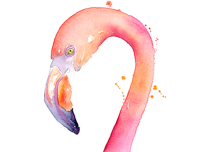 Flamingo