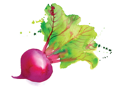 Watercolor Beet beet cooking dip food illustration ingredients recipe vegetable watercolor watercolour