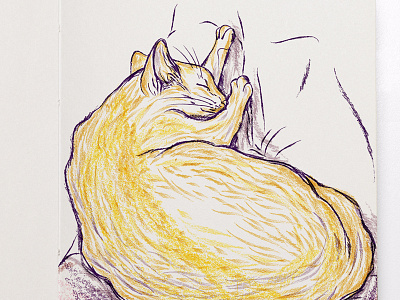 My sleeping cat animals brush cat digital drawing hand draw illustration pencil sketch tool