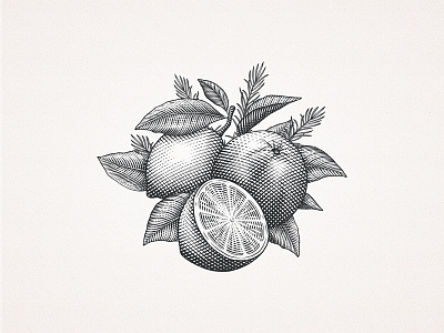 Citrus art citrus crosshatching custom drawing engraving etching hand drawn illustration leaves lemon orange
