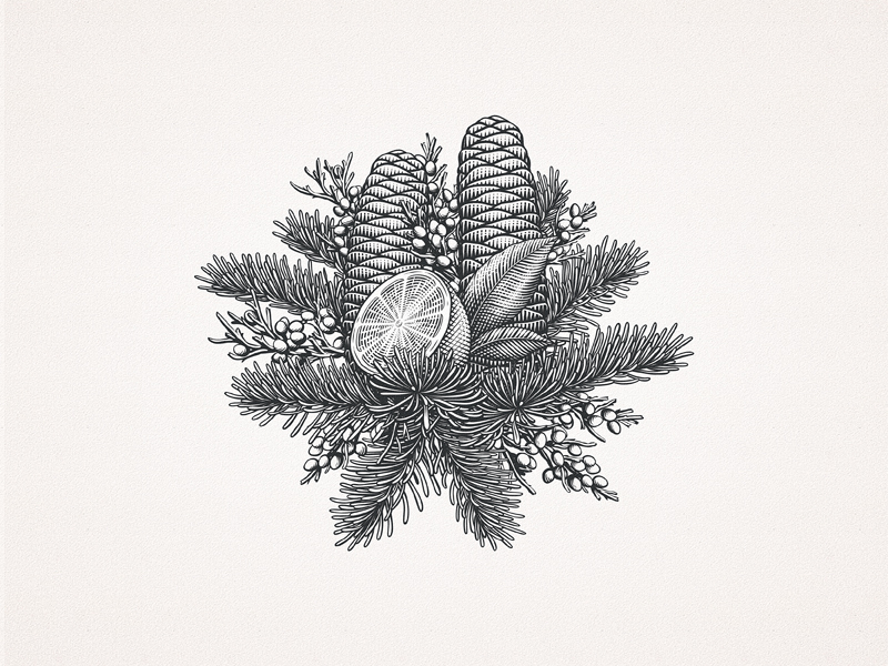 Silver Fir Cones and Citrus citrus cones custom drawing engraving etching hand-drawn illustration leaves