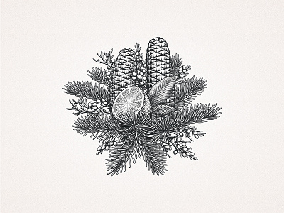 Silver Fir Cones and Citrus citrus cones custom drawing engraving etching hand drawn illustration leaves