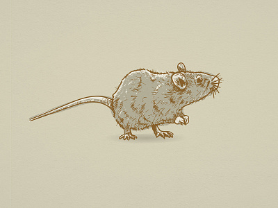 2020 | Year of the Rat adobe illustrator animal illustration design process etching illustration art illustration design illustration digital rat illustration scratchboard
