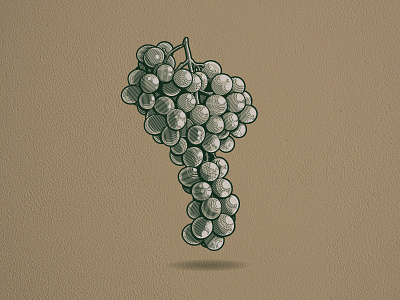 Grapes | Illustration