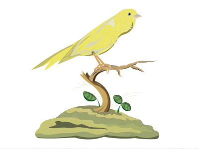 Harzer Roller canary animal bird branch canary character color design drawing graphic illustration