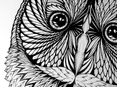 Long Eared Owl bird black and white branding detail drawing feathers hand drawn illustration intricate owl pen watch