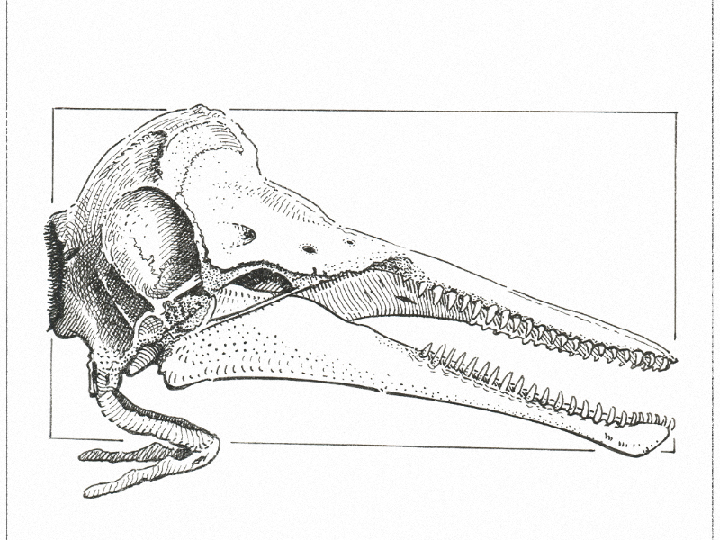 Череп дельфина рисунок