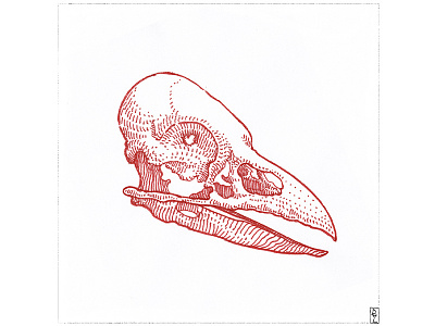 raven skull bird book illustration crosshatching crow drawing editorial illustration engraving etching ink raven sketch skull