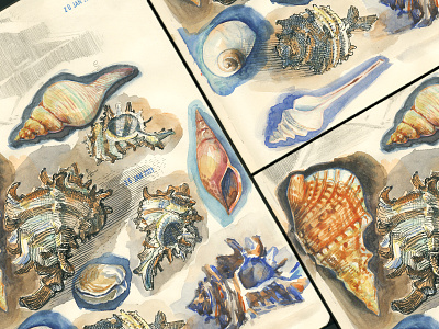 shells study [watercolor] animalist book illustration drawing editorial illustration etching graphic hatching illustration ink shell sketch sketchbook sketching traditional art watercolor watercolor painting watercolour