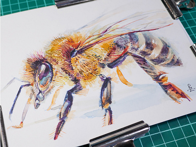 Africanized honey bee 🐝 [watercolor] animalillustration bee book illustration drawing editorial illustration honey bee illustration insect packaging painting sketch traditional art watercolor watercolour webdesign
