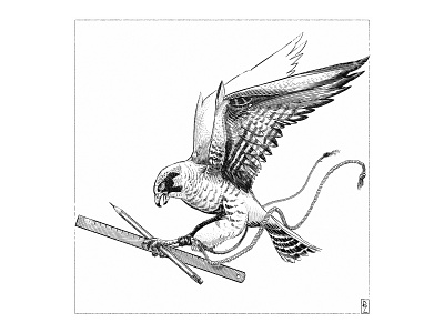 Peregrine falcon [digital art] book crosshatching design drawing editorial engraving etching falcon graphic gravure illustration ink peregrine woodcut