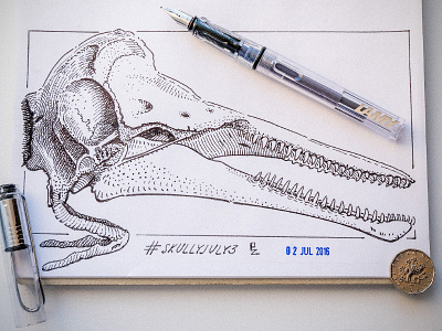 Dolphine skull Day 2 of #skullyjuly art challenge black and white dolphin drawing etching graphic gravure illustration ink skull woodcut