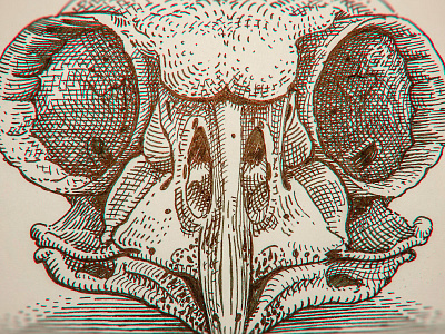 Owl Skull for JullySkull '16 artchallenge black and white drawing etching graphic gravure illustration ink owl skull woodcut