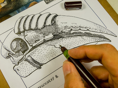 Hornbill skull