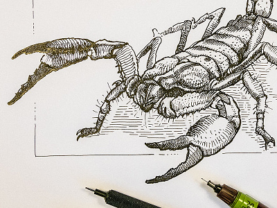Scorpion editorial etching graphic hatching illustration ink isograph rotring woodcut