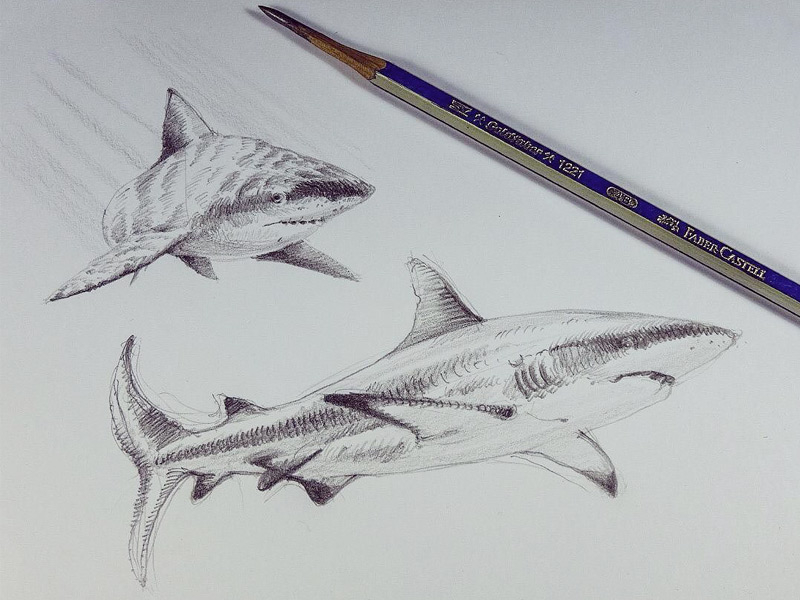 pencil sketch of grate white shark hunting dark blue  Stable Diffusion   OpenArt