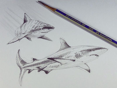 sharks study doodle drawing graphic illustration pencil shark sketch