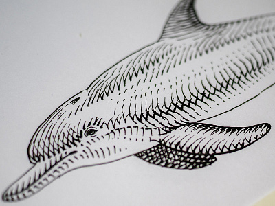 Inktober day 26. Squeak y 🐬 dolphin editorial engraving etching graphic hatching illustration ink inktober woodcut