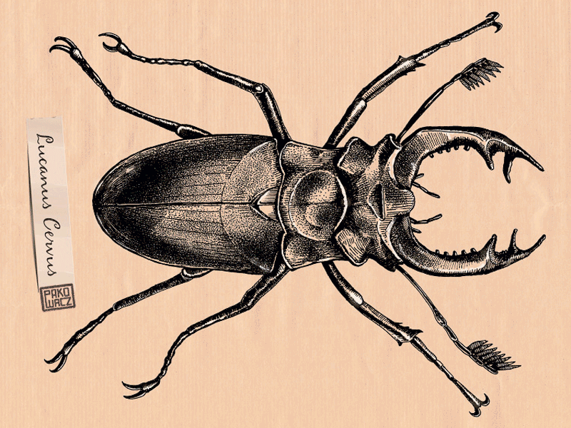 Lucanus cervus - Stag beetle, circa 2013 editorial engraving etching graphic hatching illustration ink scientific illustration