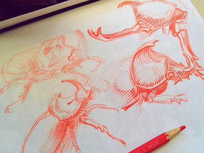 Rino beetle study beetle drawing pencil sketch study