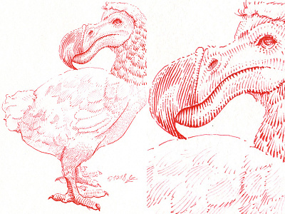 Dodo cross hatching dodo drawing editorial engraving etching graphic gravure hatching illustration ink inktober sketch sketching woodcut