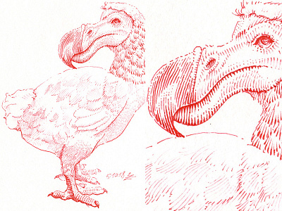 Dodo