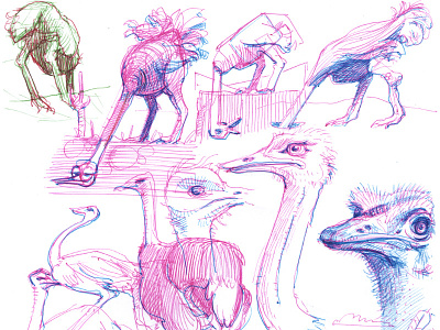 working sketches character design drawing illustration ostrich sketch sketching