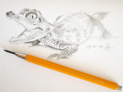 Young caiman study caiman character design characterdesign conceptart crocodile drawing gamedev hatching illustration pencil drawing sketch sketching traditional art