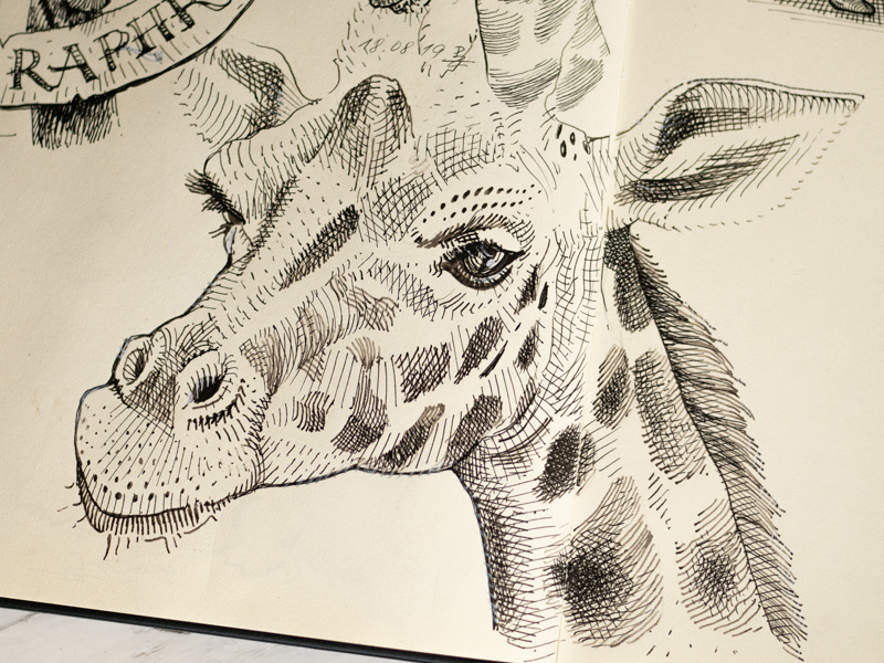 another day another raffe drawing storyboard concept art characterdesign graphic gravure woodcuts linocut sketching sketch woodcut lineart africa animal illustration animal ink drawing giraffe