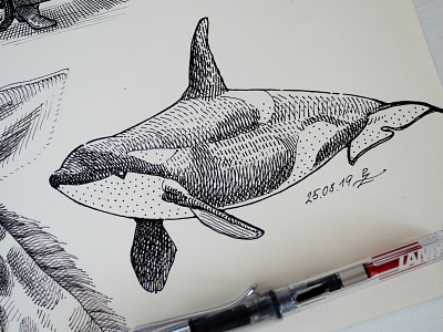 orca whale pencil drawing