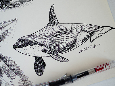 Orca (killer whale) crosshatching fountain pen gravure hatching illustration infographic ink drawing killer whale lamy linocut orca sketchbook sketching woodcut