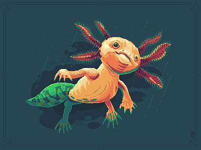 Axolotl aka walking fish