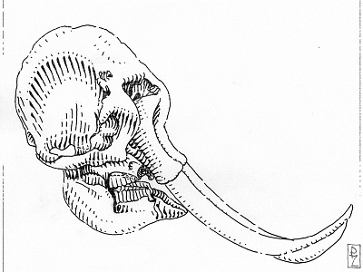 Elephant skull book illustration cross hatching editorial illustration elephant engraving etching graphic illustration ink ink drawing packaging illustration skull technical illustration woodcut