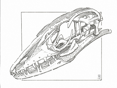 Skull of Comodo dragon