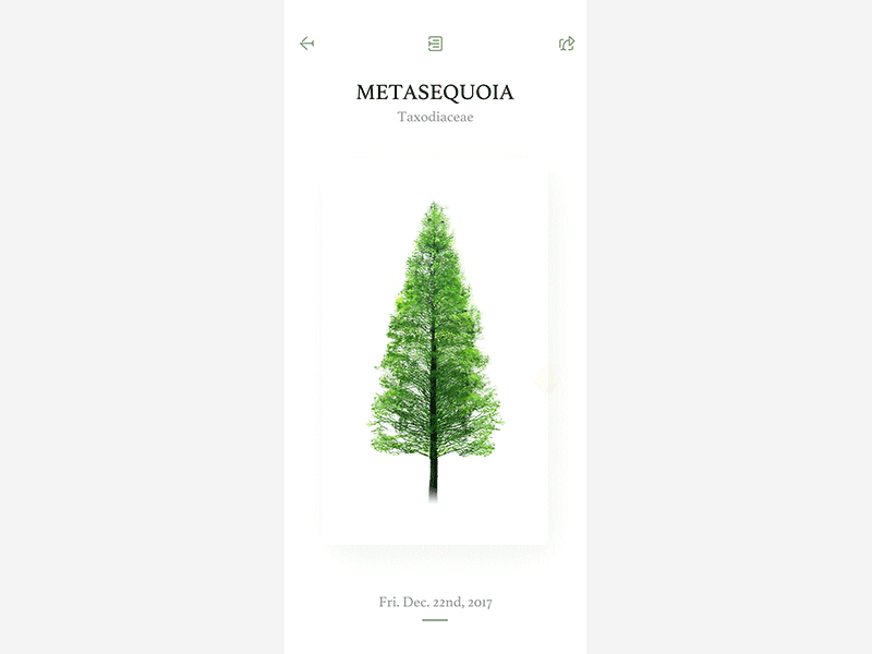 Tree Animation ae animation archives brand green logo plant portrait tree ui