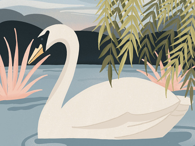 Swan Illustration