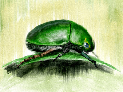 Beetle