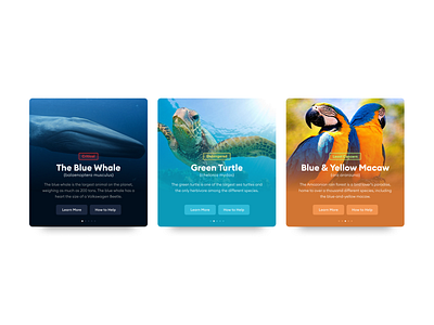 Endangered Species animals app application branding design endangered redesign ui ux