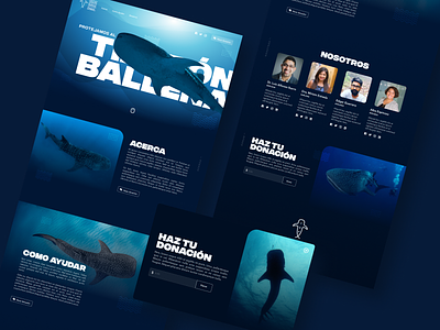 Tiburón Ballena Project cancun landing page nonprofit ui visual design website whale shark
