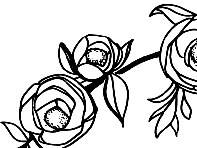camellia drawing flower