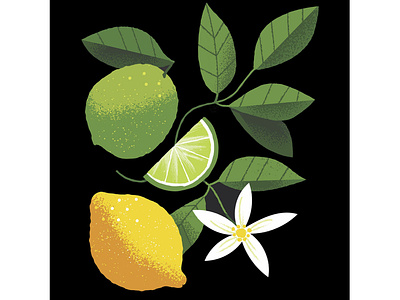 Citrus fruits candy citrus contrast fruits illustration jam package illustration product illustration tea