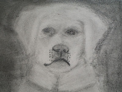 Kenai Sketch dog pencil sketch