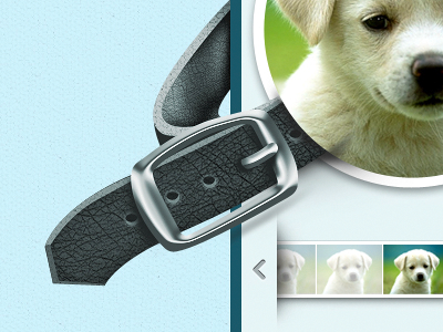 PPM Profile cat collar contact design dog donate gallery icon layout metal pet preview profile shelter site slide texture web website