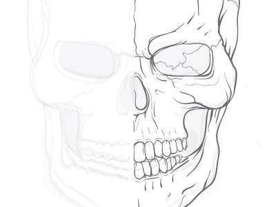 Skull Practice Sketch skull vector wip