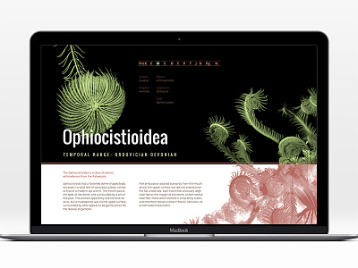 Ophiocistioidea art direction challenge design quickie random timebox web design xd