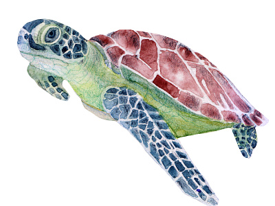Sea turtle. Watercolor