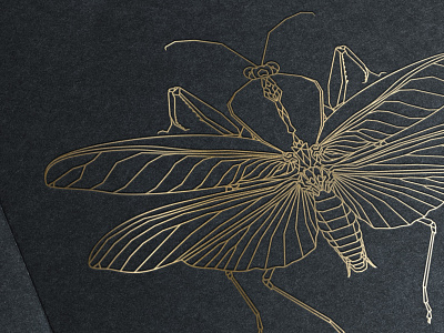 Rhombodera Basalis bug display gold illustration insect letterpress line line art mock paper vector
