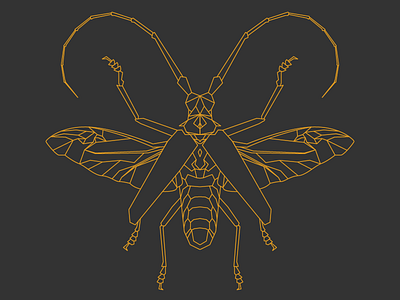 Batocera Hercules bug display gold illustration insect line line art vector