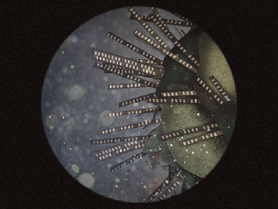 Microscopic World creative creature discover inspire lifeforms microscope microscopic organic parasite planet science world